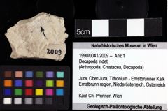 Foto (Objket + Etiketten) von Decapoda indet. 